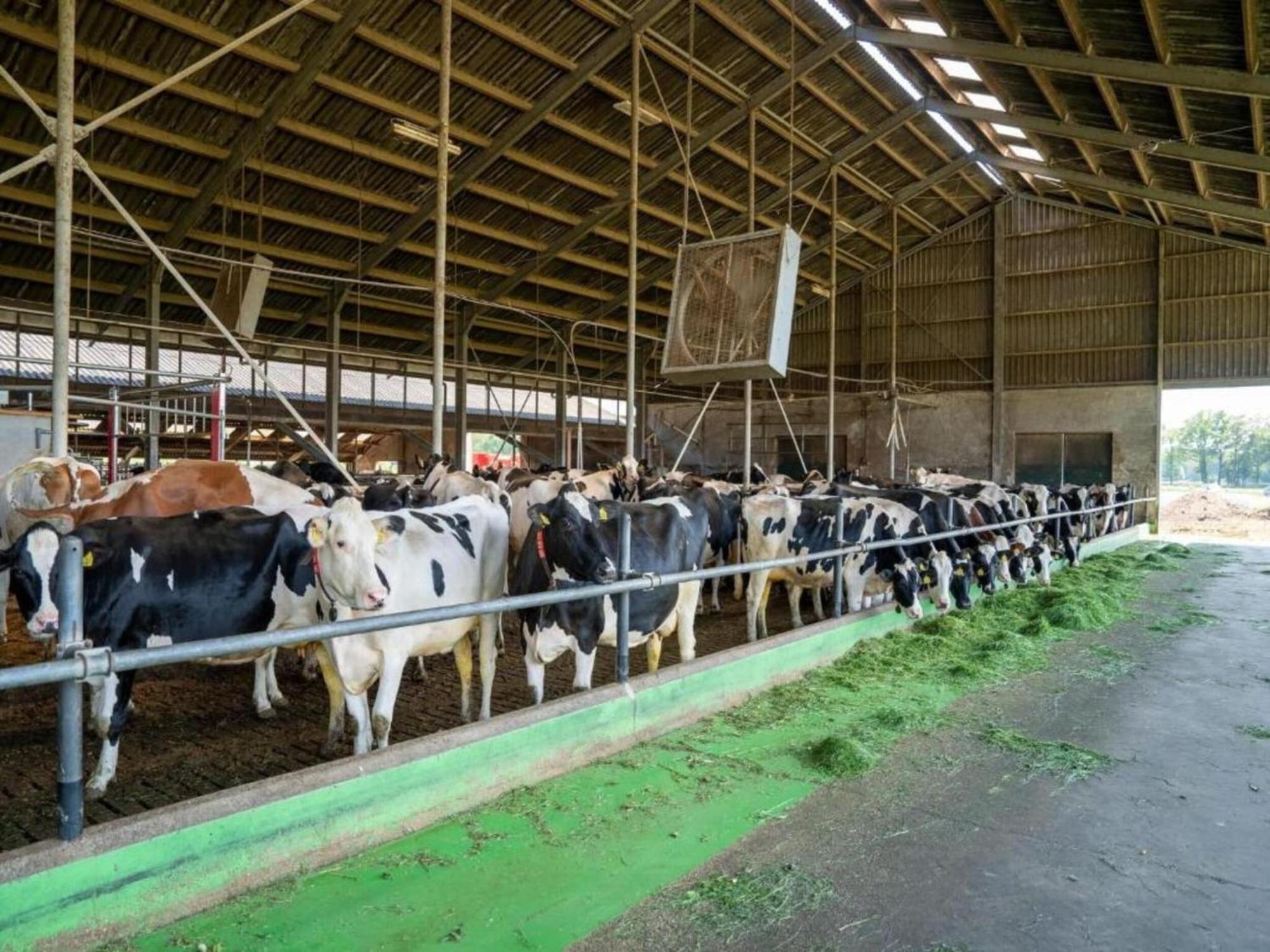 הוילה Geesteren  Monumental Farm In The Ash Landscape מראה חיצוני תמונה